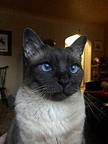 How long do seal point siamese cats live