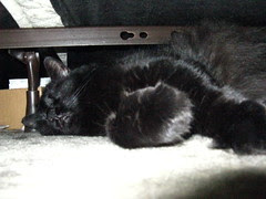 Huggy Bear under our bed
