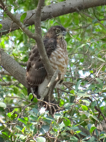 鳳頭蒼鷹/無限台南