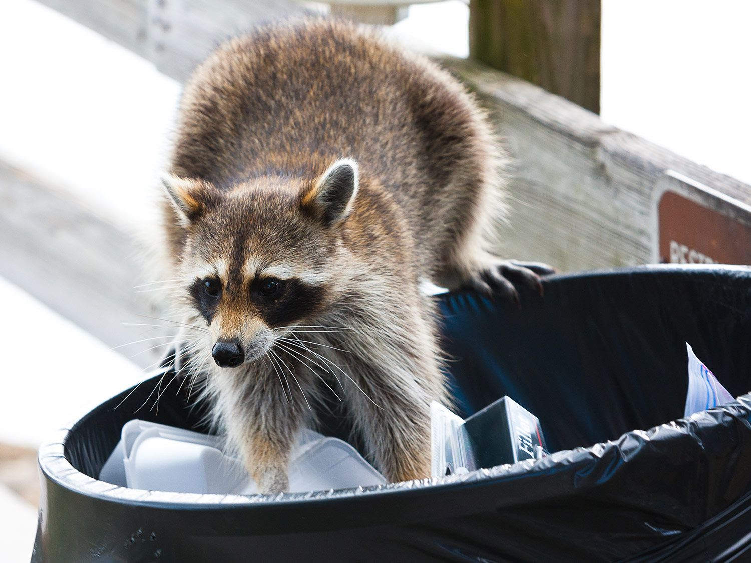 How To Keep Raccoons And Possums Away From Your House Popular Science