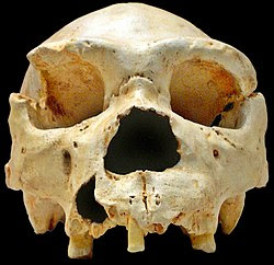 Homo heidelbergensis-Cranium -5.jpg