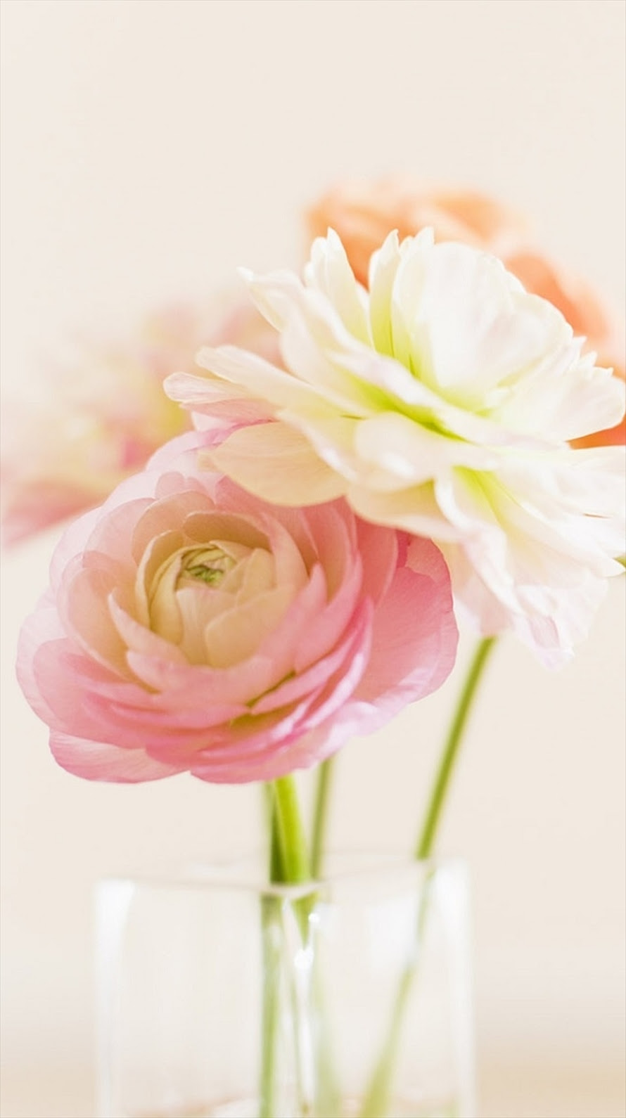 すべての美しい花の画像 75 ピンク Iphone 壁紙 花