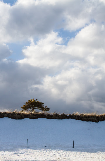 a tiny tree above the snow-covered dunes, Popham Beach
