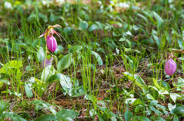 lady slippers in the grass lady slippers in the grass