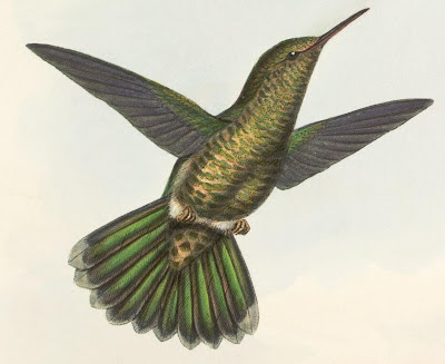 Metallura primolinus, Bonap. - hummingbird sketch