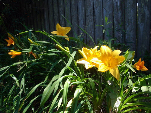 Daylilies