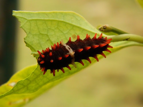 Common Rose Butterfly's Catterpiller