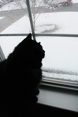 Huggy Bear tries to figure out what this white stuff is