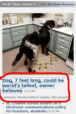 Big dog
