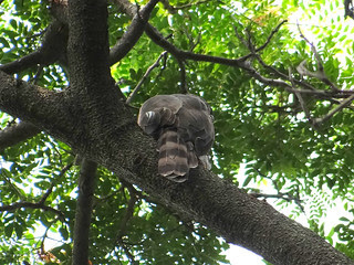 鳳頭蒼鷹/無限台南