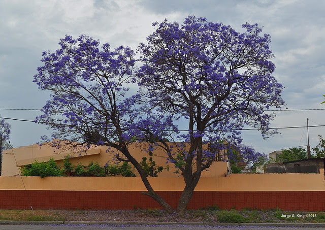 Jacarandá 2013