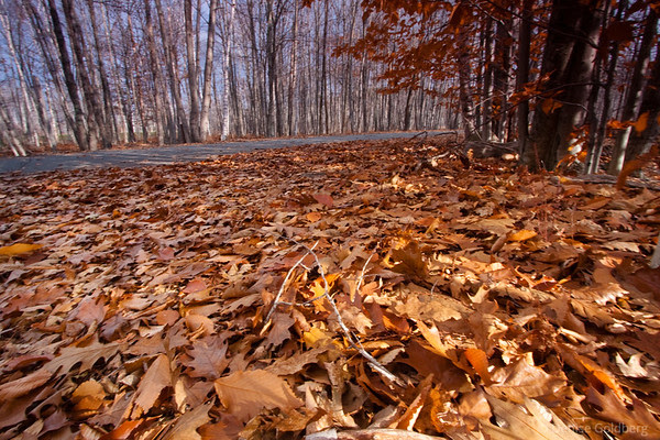 trees and fallen leaves