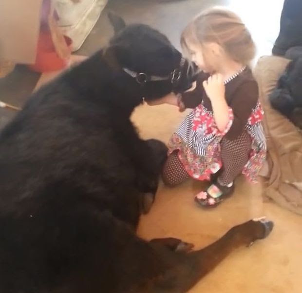 Эта симпатичная 5-летняя девочка привела домой весьма неожиданного гостя девочка привела домой теленка, теленок в доме