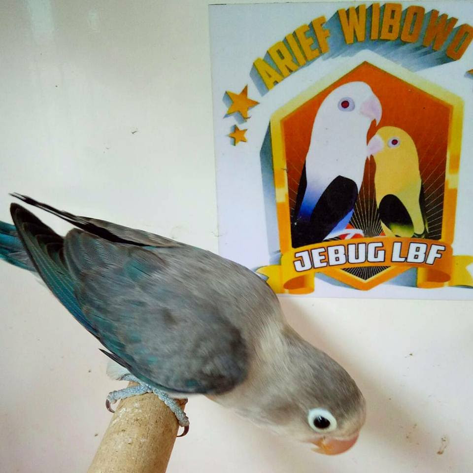 Gambar Animasi Lovebird Lucu Kolektor Lucu
