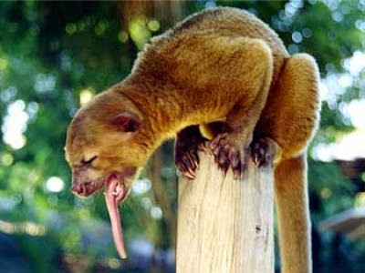 many kinkajous have been caught and tamed they make good
