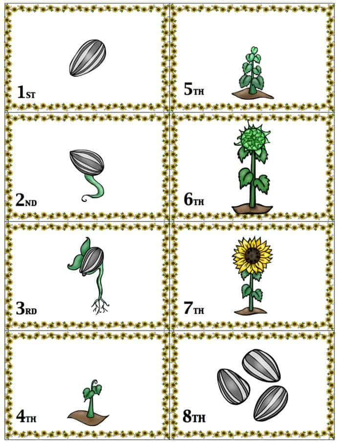 Printable Sunflower Life Cycle Sequencing Card Game
