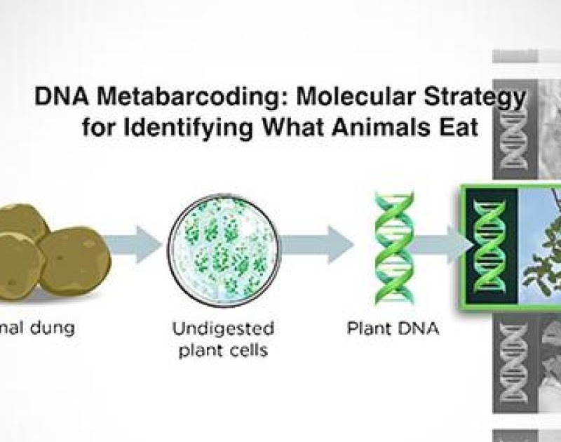 building-dna-gizmo-answer-key-athens-mutual-student-corner