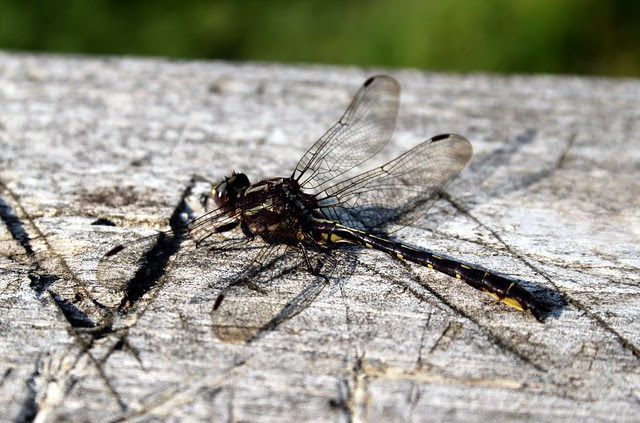 dragonfly