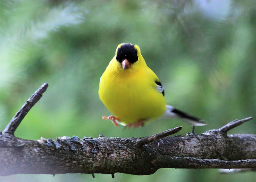 Levitated American Goldfinch