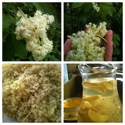 Making Eldeflowers Cordial