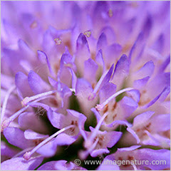 flower detail