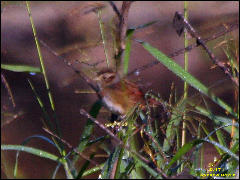 Swamp Sparrow Swamp Sparrow