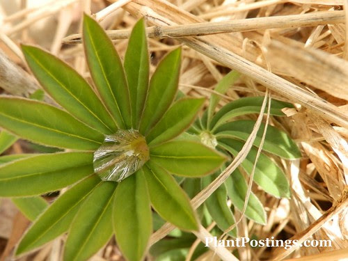 lupine
