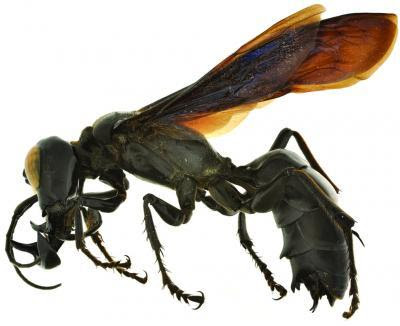 Megalara garuda: the King of Wasps