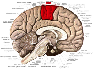 Sobo 1909 624 - Paracentral lobule.png