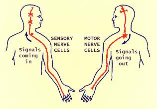 PsychJourn: General Psychology: The Biological Basis of Behavior: Part