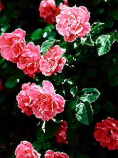 Чудесные розы