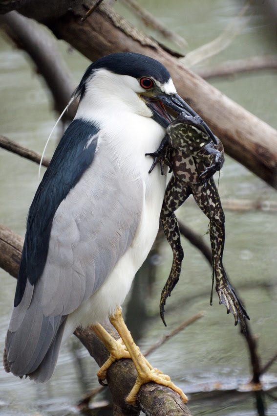 Ed Gaillard: birds &emdash; Black-Crowned Night Heron eating a frog, Central Park