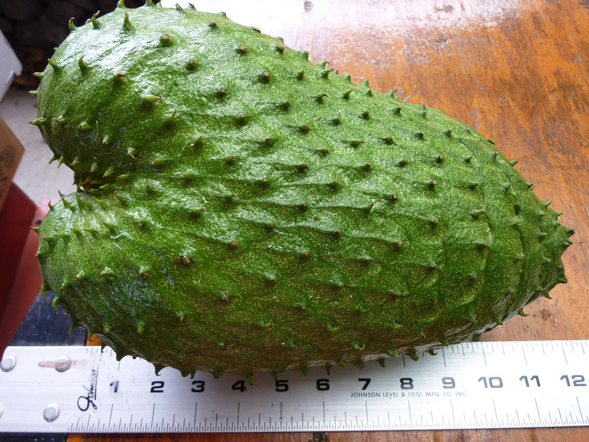 Unique Fruit: The Big Fruit In The World