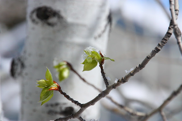First leaves of Spring