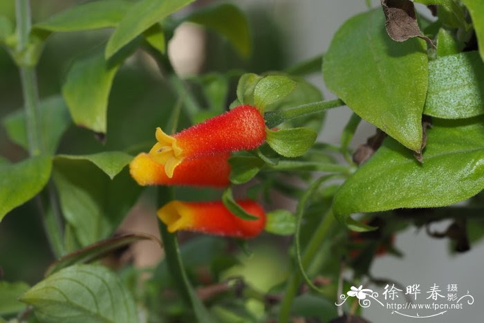 すべての花の画像 これまでで最高の蔓花