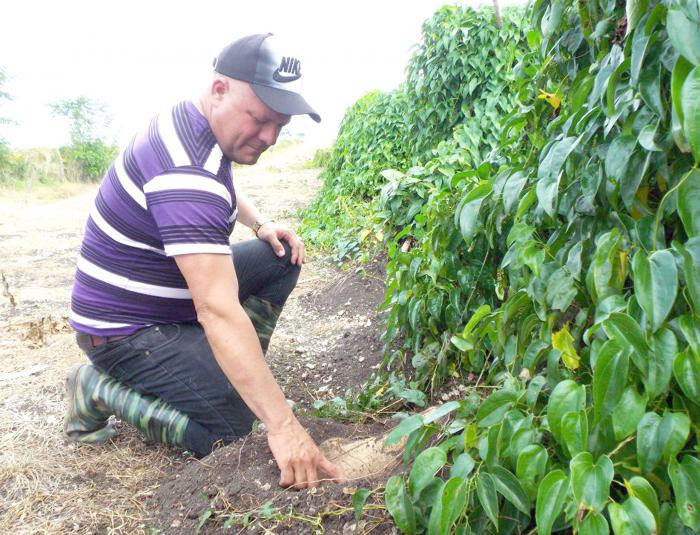 Aplicando la ciencia, Raidel se ha convertido en el mejor productor de ñame de Cuba. 