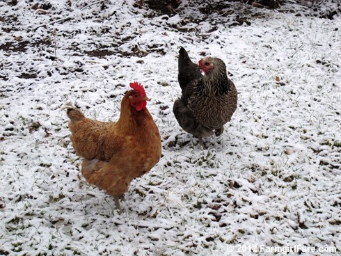 Chickens on snow 2 - FarmgirlFare.com