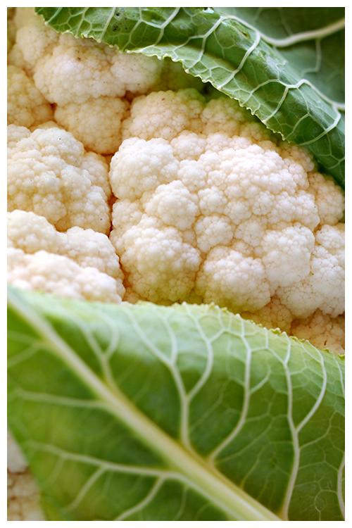 cauliflower© by Haalo