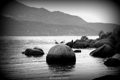 seagulls on the rocks