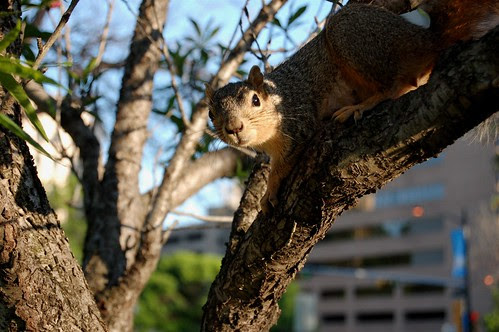 squirrel