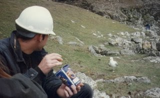 Darren Naish: Tetrapod Zoology: No no no no NO: the Herring gull is NOT a ring  species!