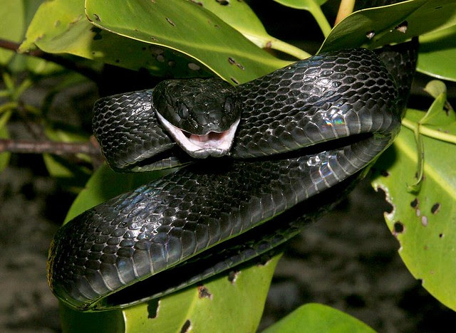 Mangrove snake фото