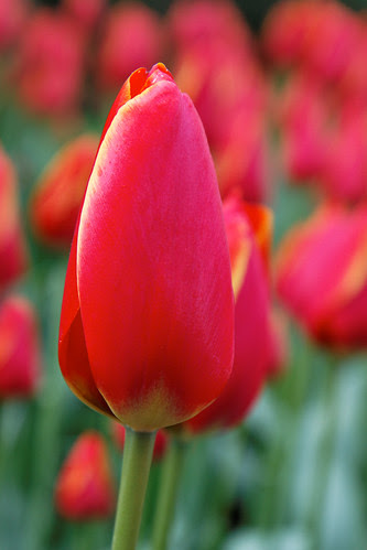 Keukenhof Red Tulip