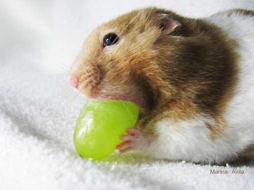 Deprenyl increases the lifespan of female hamsters.