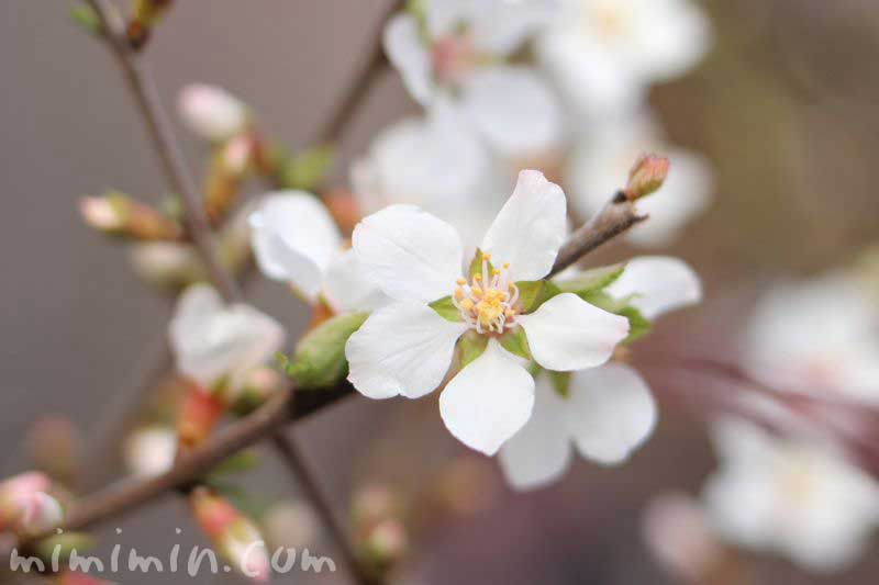 ユスラウメ 梅桃 山桜桃梅 の写真 ユスラウメの花言葉 みみみんブログ