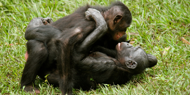 http://assets.kompas.com/data/photo/2012/03/02/1545243620X310.png