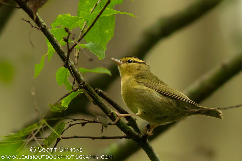 Photo & Video Sharing by SmugMug Photo & Video Sharing by SmugMug