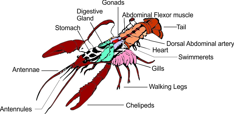 internal-anatomy-crayfish