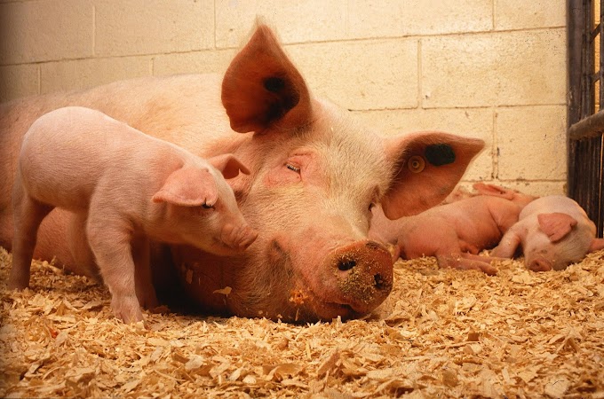 В Приморье запустили самую большую в ДФО площадку по производству свинины