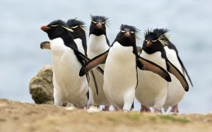 How to Recover From the Ravages of Google Penguin and Panda How to Recover From the Ravages of Google Penguin and Panda image Penguins hd wallpapers 300x187